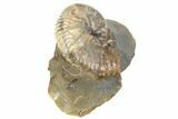 Iridescent Fossil Ammonite (Discoscaphites) - South Dakota #189326-1